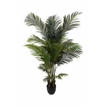 Modern Areca Palm Plants